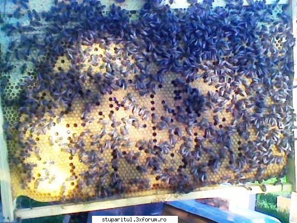Concurs rame de puiet - Nu se pot compara cu cele de mai sus dar... E - INTRETINEREA ALBINELOR