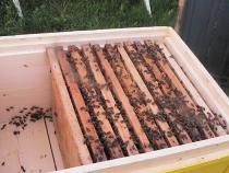 Confectioneri stupi din Bihor - Eata o lada la interior. Lada este noua din - ECHIPAMENTE SI UTILAJE APICOLE