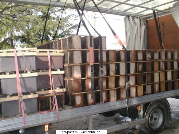 Conferinta la Cluj Napoca despre cresterea matcilor - Pe mine aceste poze ma conving cel - CRESTEREA MATCILOR