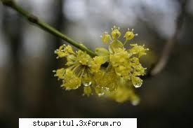 Cornul - Iata si cornul. Este o mare diferenta la forma - BAZA MELIFERA - PLANTE , ARBUSTI , ARBORI