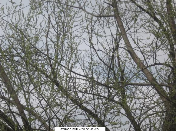Cornul - Este in plin ( ), in zona Caldarusani (Ilfov) - BAZA MELIFERA - PLANTE , ARBUSTI , ARBORI