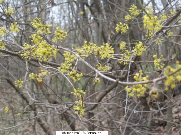Cornul - viorelolt - BAZA MELIFERA - PLANTE , ARBUSTI , ARBORI