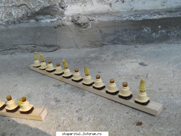 Cosmin Tanase, prima stupina Breaza, Prahova - Greseli pe care cred ca - PAGINI PERSONALE ! CINE SUNT EU ?