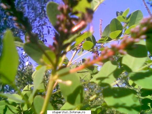Cules -amorpha 2009- - Prima zi-orientare si cules multumitor - BAZA MELIFERA - PLANTE , ARBUSTI , ARBORI