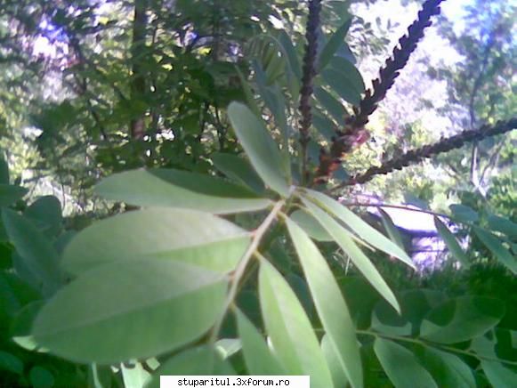 Cules -amorpha 2009- - ALBINEL 1984 - BAZA MELIFERA - PLANTE , ARBUSTI , ARBORI