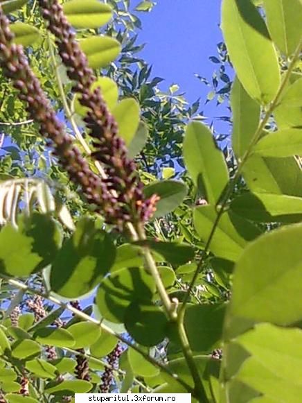Cules -amorpha 2009- - prima zi la amorfa si la mineeeeeeeeeee :D - BAZA MELIFERA - PLANTE , ARBUSTI , ARBORI