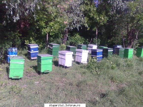 Cules -amorpha 2009- - D acum e mai bine - BAZA MELIFERA - PLANTE , ARBUSTI , ARBORI