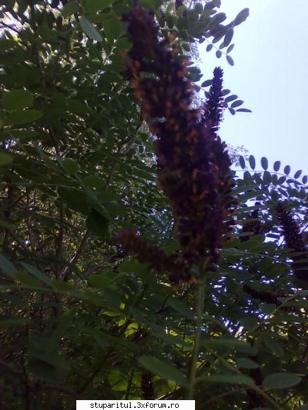 Cules -amorpha 2009- - au pus trompa la treaba.....ca altfel e - BAZA MELIFERA - PLANTE , ARBUSTI , ARBORI