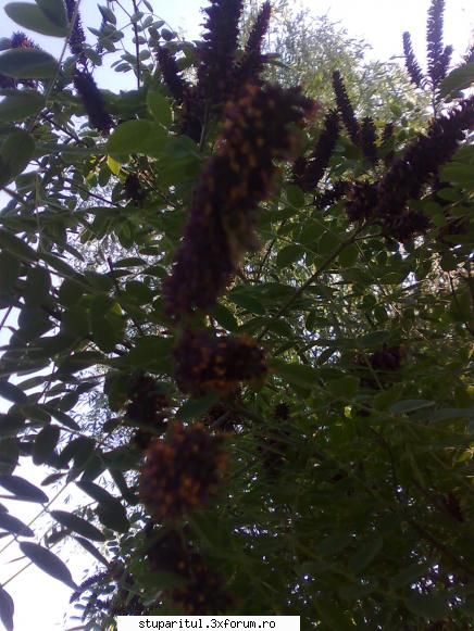 Cules -amorpha 2009- - amorfa e pe jumatate deschisa sper sa - BAZA MELIFERA - PLANTE , ARBUSTI , ARBORI