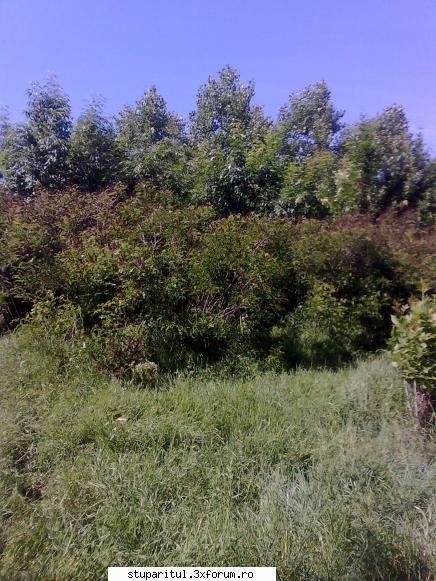 Cules -amorpha 2009- - nu_i asa ca e frumoasa - BAZA MELIFERA - PLANTE , ARBUSTI , ARBORI