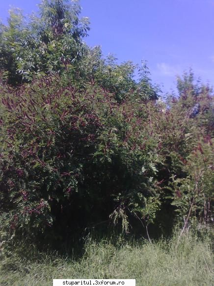 Cules -amorpha 2009- - si ultima dar o sa revin cu poze si - BAZA MELIFERA - PLANTE , ARBUSTI , ARBORI