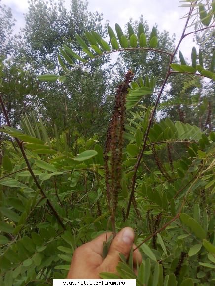 Cules -amorpha 2009- - am venit cu poze noi de la amorfa...e cam - BAZA MELIFERA - PLANTE , ARBUSTI , ARBORI
