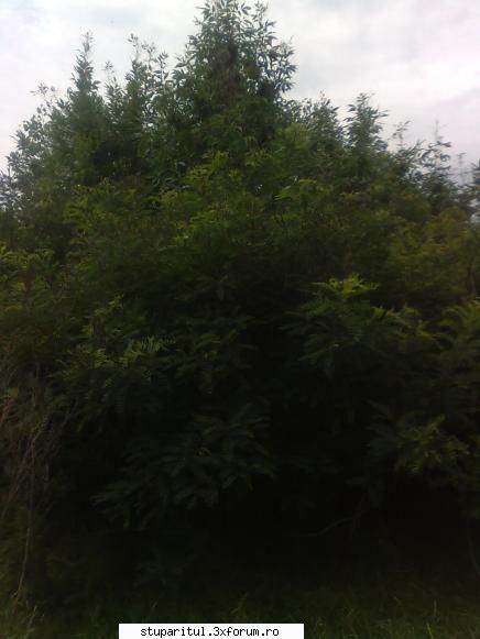 Cules -amorpha 2009- - yomarian_86 - BAZA MELIFERA - PLANTE , ARBUSTI , ARBORI