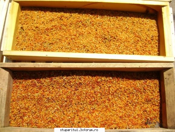 Cum colectati polenul? - proapis13 - PRODUSELE ALBINELOR
