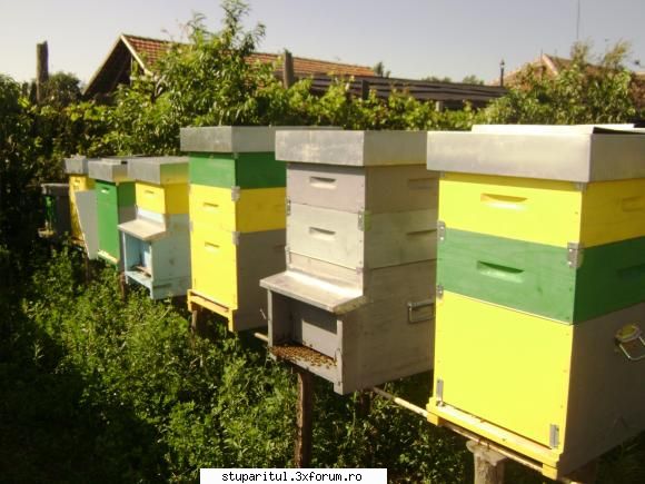 Cum colectati polenul? - Se poate vedea in imagine cum la primul stup cu - PRODUSELE ALBINELOR