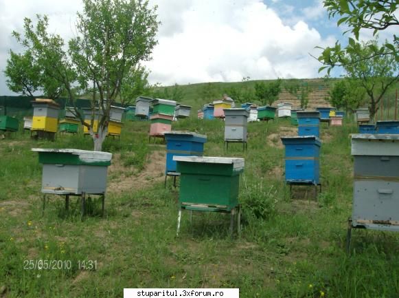 Cum imi stimulez albinele sa-mi umple caturile cu miere? - Domnule Janese �mi - PAGINA APICULTORULUI INCEPATOR
