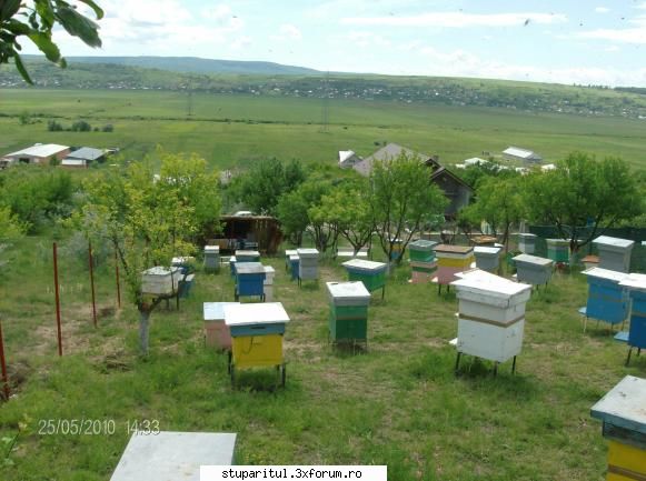 Cum imi stimulez albinele sa-mi umple caturile cu miere? - Bună seara! P - PAGINA APICULTORULUI INCEPATOR