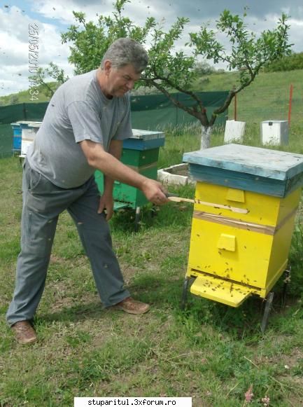 Cum imi stimulez albinele sa-mi umple caturile cu miere? - şi tată - PAGINA APICULTORULUI INCEPATOR