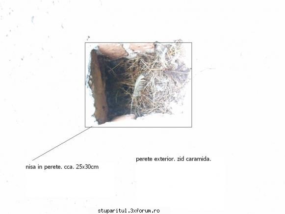 Cum scot/mut un roi din zidul unei case? - asa arata initial "urdinisul" la - PAGINA APICULTORULUI INCEPATOR