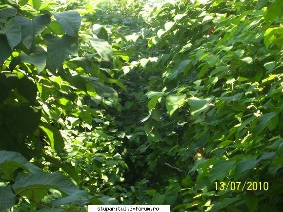 Cum se numeste planta asta - iulisca Aici a fost un drum in - BAZA MELIFERA - PLANTE , ARBUSTI , ARBORI