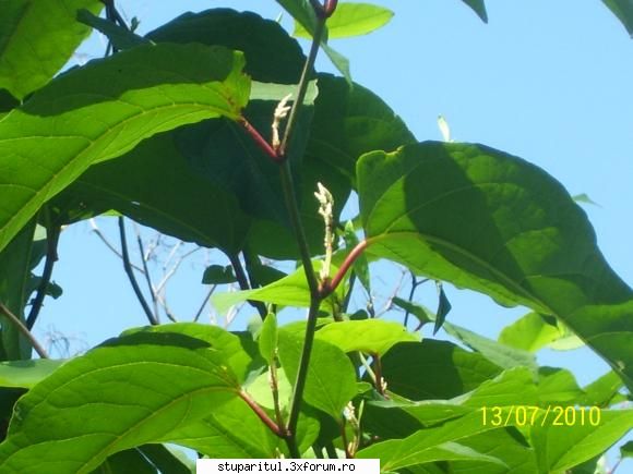 Cum se numeste planta asta - se pregateste sa infloreasca - BAZA MELIFERA - PLANTE , ARBUSTI , ARBORI