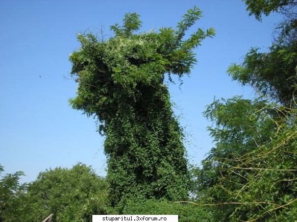 Cum se numeste planta asta - Ion Marian - BAZA MELIFERA - PLANTE , ARBUSTI , ARBORI