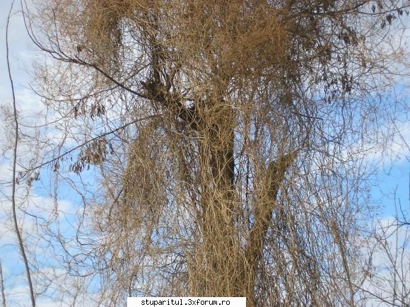 Cum se numeste planta asta - Ion Marian - BAZA MELIFERA - PLANTE , ARBUSTI , ARBORI