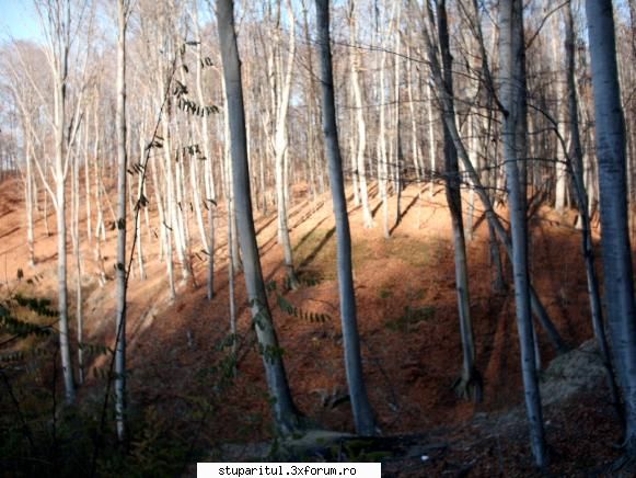 Cum se numeste planta asta - asta e un loc de vanatoare de - BAZA MELIFERA - PLANTE , ARBUSTI , ARBORI