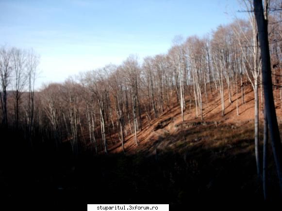 Cum se numeste planta asta - sfantul spiridon - BAZA MELIFERA - PLANTE , ARBUSTI , ARBORI