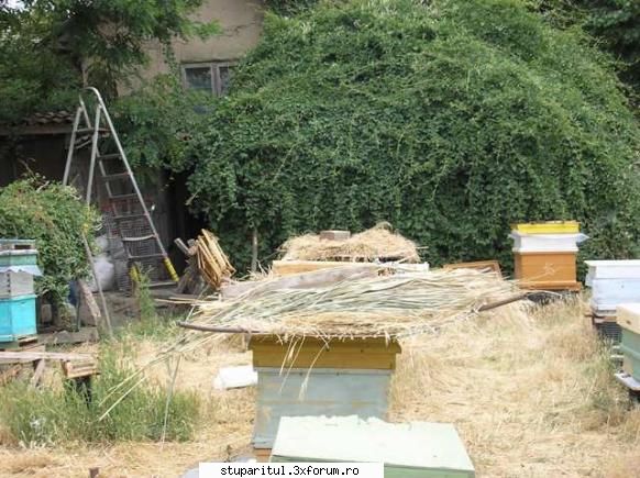 Cum se numeste planta asta - Donbazile nene , Bre, stiu sa fac - BAZA MELIFERA - PLANTE , ARBUSTI , ARBORI