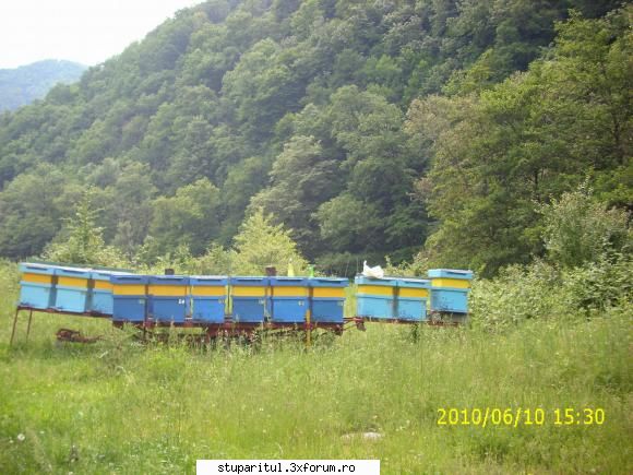 De la SUD la NORD-ul Olteniei - Noua locatie la Mur ,Zmeura si Tei - JURNAL DE APICULTOR - JURNALE PERSONALE