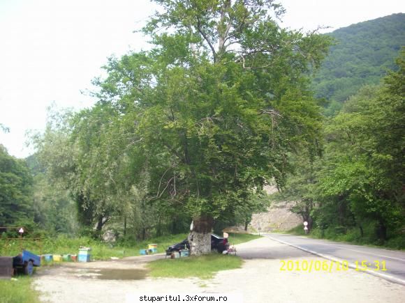 De la SUD la NORD-ul Olteniei - Aici l-am gasit pe gitacusman cu - JURNAL DE APICULTOR - JURNALE PERSONALE