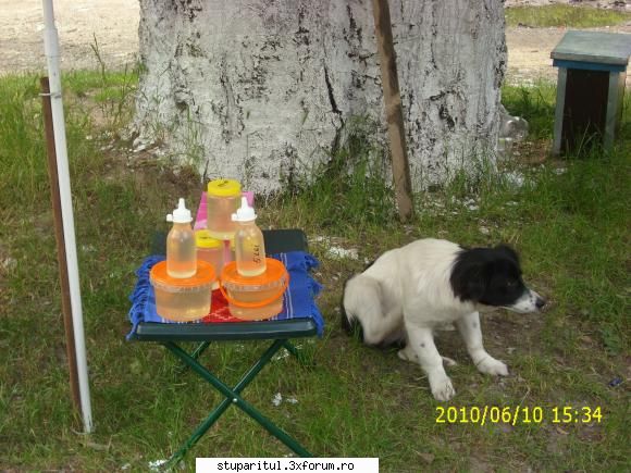 De la SUD la NORD-ul Olteniei - El nu este vinzatorul el este - JURNAL DE APICULTOR - JURNALE PERSONALE