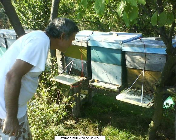 Despre extragerea si comercializarea VENINULUI de albine. - Domnule culai, Apuca-te - PRODUSELE ALBINELOR