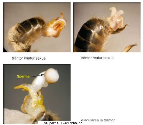 Despre trantor numai de bine! - xxxxxxxxxxxxxxxxxxxxxxxxxxxxxxxxxxxxxxxxxxxx - INMULTIREA FAMILIILOR DE ALBINE