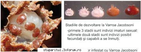 Despre trantor numai de bine! - xxxxxxxxxxxxxxxxxxxxxxxxxxxxxxxxxxxxxxxxxxxx - INMULTIREA FAMILIILOR DE ALBINE