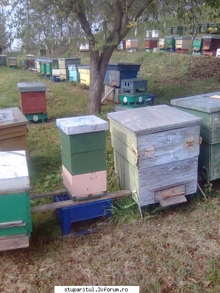 Din Mures, in Salaj - Poate se vad dopurile pentru soareci - PAGINI PERSONALE ! CINE SUNT EU ?