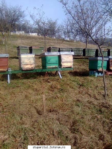 astazi am intrat in am facut o mutare de albine. aveam un teren cumparat dar stupina am avut-o in