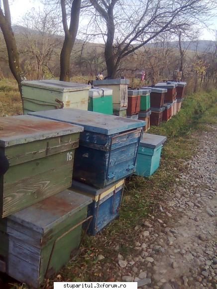 Din Mures, in Salaj - Azi stupi varsati la gramada, pentru a fi pusi in - PAGINI PERSONALE ! CINE SUNT EU ?