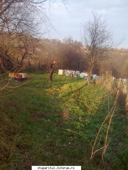 Din Mures, in Salaj - balasbebe - PAGINI PERSONALE ! CINE SUNT EU ?