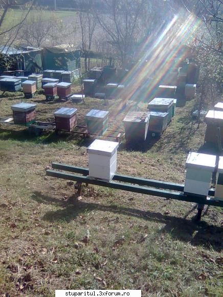 Din Mures, in Salaj - Lazile mai mici sunt pentu cresterea matcilor - PAGINI PERSONALE ! CINE SUNT EU ?