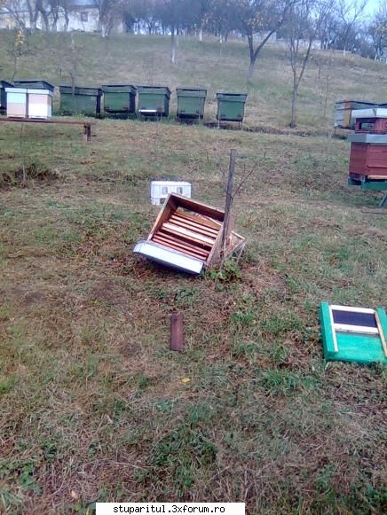 Din Mures, in Salaj - Azi nu a fost o zi prea fericita. Trei porci - PAGINI PERSONALE ! CINE SUNT EU ?