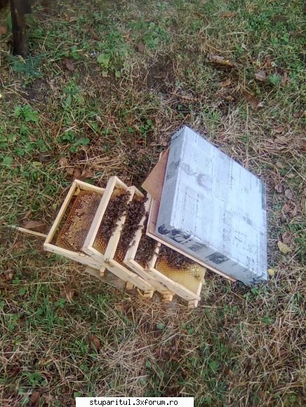 Din Mures, in Salaj - Cel care s-a simtit cu musca pe caciula a - PAGINI PERSONALE ! CINE SUNT EU ?