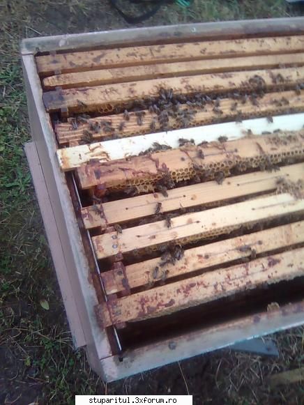 Din Mures, in Salaj - 973 Eu zic ca lazile de bere au fost bune - PAGINI PERSONALE ! CINE SUNT EU ?