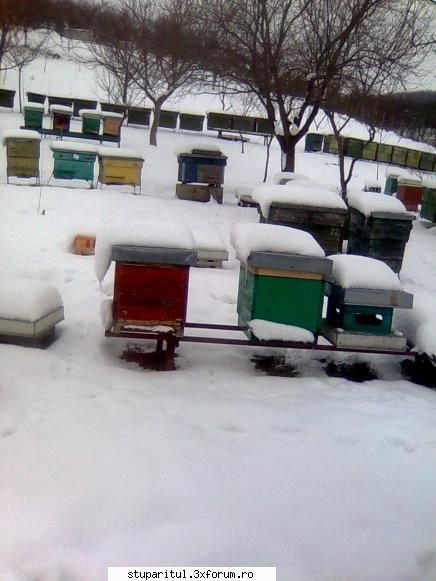 Din Mures, in Salaj - Prima zapada Iarna - PAGINI PERSONALE ! CINE SUNT EU ?