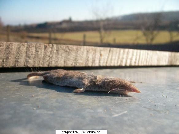 Disparitia elucidata la albine - acesti nenorociti, nu au cutie craniana - BOLI SI DAUNATORI - TRATAMENTE