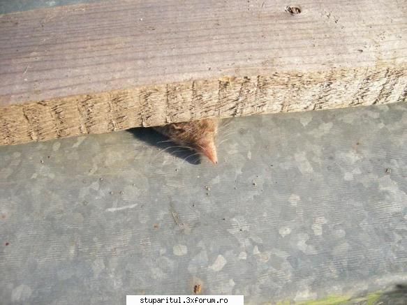 Disparitia elucidata la albine - balasbebe - BOLI SI DAUNATORI - TRATAMENTE