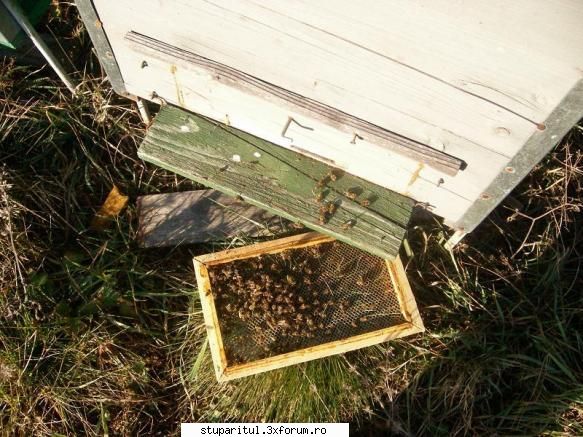Disparitia elucidata la albine - Albine moarte multe fata de alti ani nu am - BOLI SI DAUNATORI - TRATAMENTE