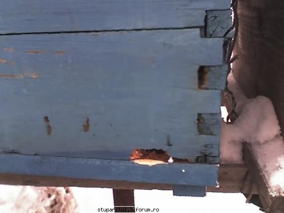 Disparitia elucidata la albine - ce fac ciocanitorile iarna - BOLI SI DAUNATORI - TRATAMENTE