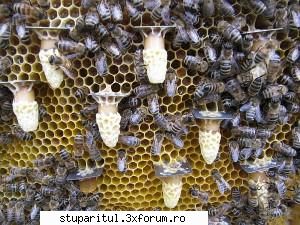 Dispozitiv - Super , cu aia nu numai ca o poti fecunda dar ii - CRESTEREA MATCILOR